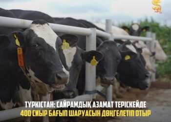 ТҮРКІСТАН: САЙРАМДЫҚ АЗАМАТ ТЕРІСКЕЙДЕ 400 СИЫР БАҒЫП ШАРУАСЫН ДӨҢГЕЛЕТІП ОТЫР