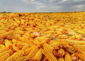 ТҮРКІСТАН: ШАРДАРАДА ЖЫЛЫНА 150 МЫҢ ТОННА ЖҮГЕРІ ӨҢДЕЙТІН ЗАУЫТ ІСКЕ ҚОСЫЛУҒА ДАЙЫН