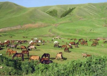 ТҮРКІСТАН: САЙРАМДА 2100 ГЕКТАР ЖАЙЫЛЫМ ЖЕР МЕМЛЕКЕТКЕ ҚАЙТАРЫЛДЫ