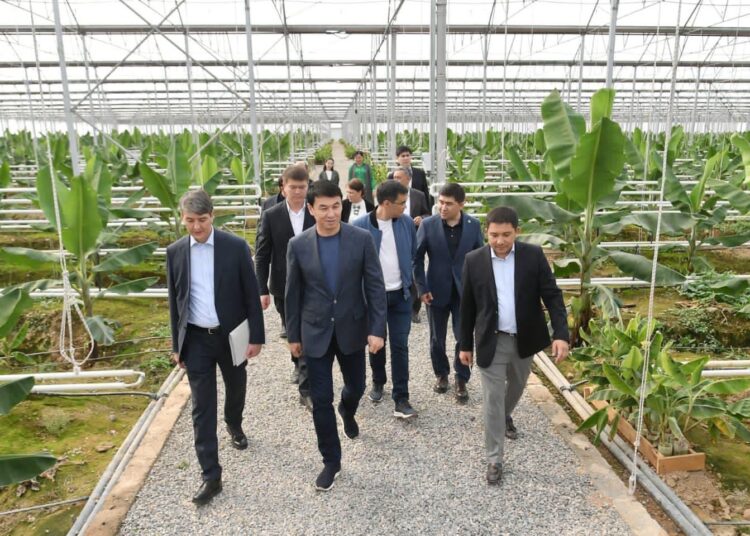 САЙРАМДА МАНГО, АВОКАДО ӨСІРІЛЕДІ