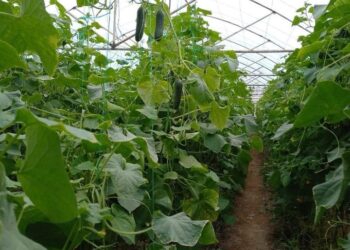 ТҮРКІСТАН: САУРАНДЫҚ ДИҚАНДАР 40 МЫҢ ГЕКТАРДАН АСТАМ ЖЕРГЕ ЕГІН ЕККЕН