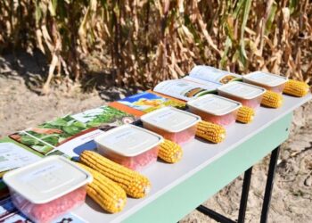 ТҮРКІСТАН: ОТЫРАРДА ДӘНДІК ЖҮГЕРІ ДАҚЫЛЫНЫҢ ӨНІМДІЛІГІН АРТТЫРУҒА АРНАЛҒАН СЕМИНАР ӨТТІ