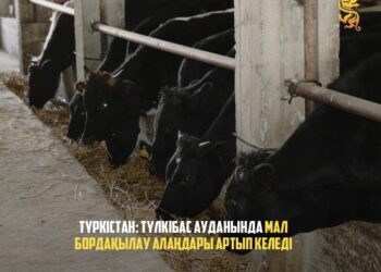 ТҮРКІСТАН: ТҮЛКІБАС АУДАНЫНДА МАЛ БОРДАҚЫЛАУ АЛАҢДАРЫ АРТЫП КЕЛЕДІ