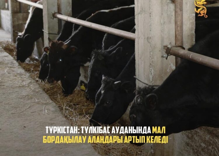 ТҮРКІСТАН: ТҮЛКІБАС АУДАНЫНДА МАЛ БОРДАҚЫЛАУ АЛАҢДАРЫ АРТЫП КЕЛЕДІ