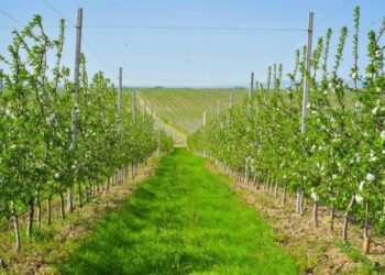 ЕЛІМІЗДЕГІ АГРОҚҰРЫЛЫМДАРДЫҢ 33 ПАЙЫЗЫ ТҮРКІСТАН ОБЛЫСЫНДА