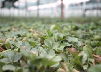 ТҮРКІСТАН: САРЫАҒАШ АУДАНЫНДА ЖАҢА ӘДІСПЕН ҚҰЛПЫНАЙ ӨСІРІЛЕДІ