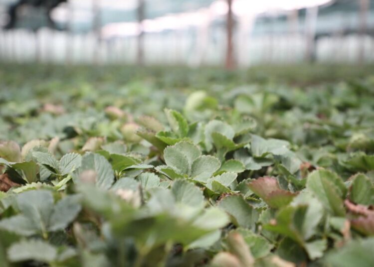 ТҮРКІСТАН: САРЫАҒАШ АУДАНЫНДА ЖАҢА ӘДІСПЕН ҚҰЛПЫНАЙ ӨСІРІЛЕДІ