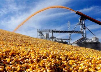 ТҮРКІСТАН: ШАРДАРАДА ЖЫЛЫНА 150 МЫҢ ТОННА ЖҮГЕРІ ӨҢДЕЙТІН ЗАУЫТ ӨНІМ ҚАБЫЛДАУДЫ БАСТАДЫ