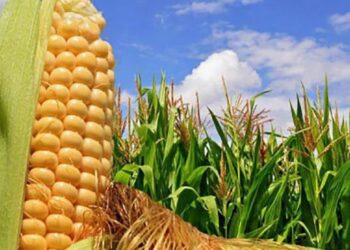 ТҮРКІСТАН: ОТЫРАРДА ЖҮГЕРІНІҢ ЖАҢА СОРТЫНАН ӨНІМ ЖИНАЛУДА