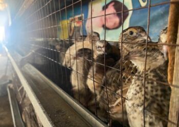 ТҮРКІСТАН: КЕЛЕСТІК КӘСІПКЕР КҮНІНЕ ҮШ МЫҢ БӨДЕНЕ ЖҰМЫРТҚАСЫН САУДАҒА ШЫҒАРАДЫ