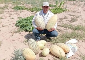 ТҮРКІСТАН ОБЛЫСЫНЫҢ ДИҚАНЫ ЖАЗДА ЕГІСТІКТІ СУАРМАЙ-АҚ ҚАУЫН ӨСІРДІ