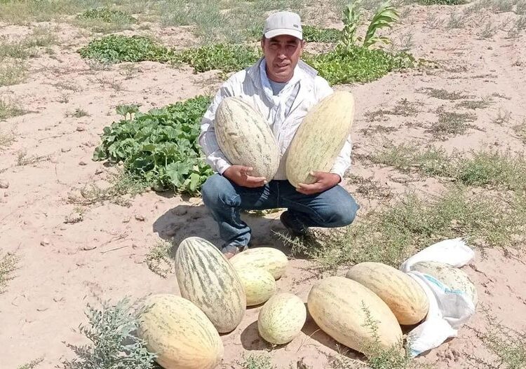 ТҮРКІСТАН ОБЛЫСЫНЫҢ ДИҚАНЫ ЖАЗДА ЕГІСТІКТІ СУАРМАЙ-АҚ ҚАУЫН ӨСІРДІ