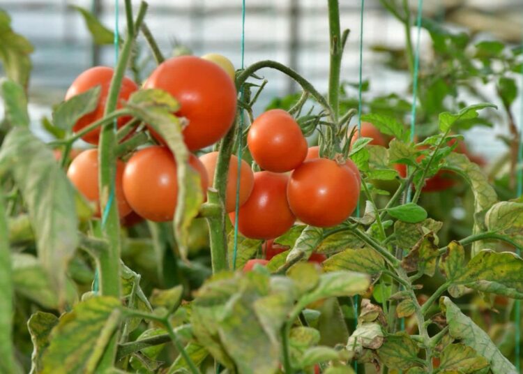 ТҮРКІСТАН: ОРДАБАСЫДА «АУЫЛ АМАНАТЫ» БАҒДАРЛАМАСЫМЕН 165 ЖОБА ҚОЛДАУ ТАПҚАН