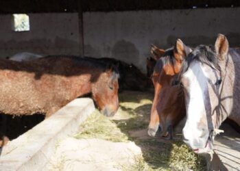 ДАРХАН САТЫБАЛДЫ КЕНТАУДА «АУЫЛ АМАНАТЫ» ЖОБАСЫ АРҚЫЛЫ АШЫЛҒАН ЖОБАЛАРМЕН ТАНЫСТЫ