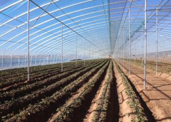 ТҮРКІСТАН: САРЫАҒАШТА ЗАМАНАУИ ҮЛГІДЕГІ ТЕХНОЛОГИЯ АРҚЫЛЫ ҚҰЛПЫНАЙ ӨСІРІЛУДЕ