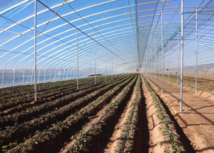 ТҮРКІСТАН: САРЫАҒАШТА ЗАМАНАУИ ҮЛГІДЕГІ ТЕХНОЛОГИЯ АРҚЫЛЫ ҚҰЛПЫНАЙ ӨСІРІЛУДЕ