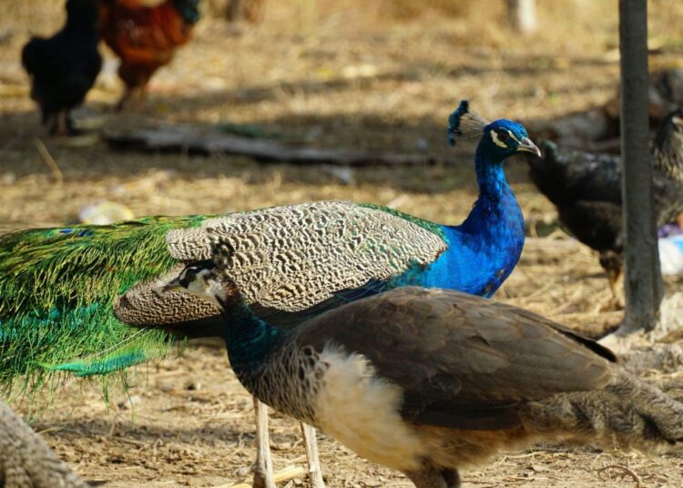 ТҮРКІСТАН: КЕЛЕС АУДАНЫНДА ТАУЫС ҚҰСЫ ӨСІРІЛУДЕ