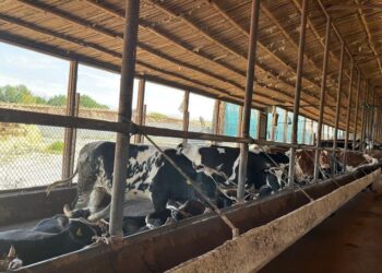 ТҮРКІСТАН: САЙРАМДА ЕТ ЭКСПОРТЫ АРТТЫ