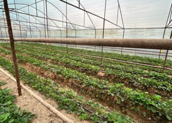 ТҮРКІСТАН: САРЫАҒАШТА ҚҰЛПЫНАЙ ӨСІРУШІЛЕР ҚАТАРЫ АРТЫП КЕЛЕДІ