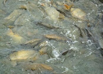 ПОЛЬШАЛЫҚ ИНВЕСТОРЛАР ШАРДАРАДА БАЛЫҚ ШАРУАШЫЛЫҒЫН ДАМЫТУҒА НИЕТТІ