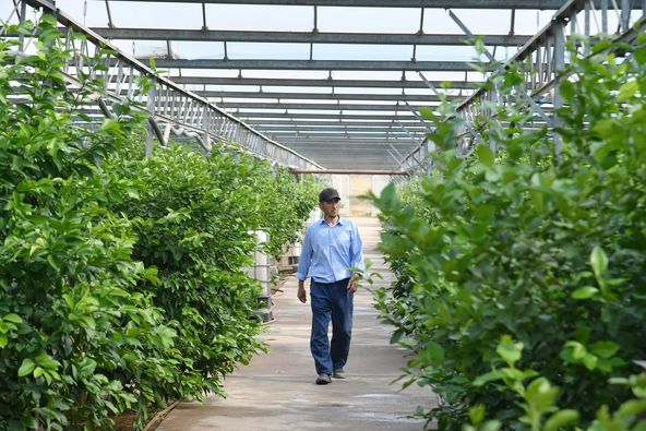 ТҮРКІСТАН ОБЛЫСЫНДА АУЫЛ ШАРУАШЫЛЫҒЫ ӨНІМІНІҢ КӨЛЕМІ 1 ТРЛН. ТЕҢГЕДЕН АСЫП, РЕСПУБЛИКАДА КӨШ БАСТАДЫ