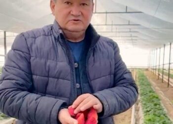 ТҮРКІСТАН: ОРДАБАСЫ АУДАНЫНДА ҚЫСТА ДА ҚҰЛПЫНАЙ ӨСІРІЛІП ЖАТЫР