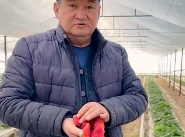 ТҮРКІСТАН: ОРДАБАСЫ АУДАНЫНДА ҚЫСТА ДА ҚҰЛПЫНАЙ ӨСІРІЛІП ЖАТЫР