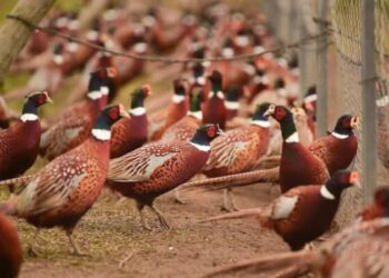 ОРДАБАСЫЛЫҚ ТҰРҒЫН ҚЫРҒАУЫЛДЫ ҚОЛДА ӨСІРІП КӘСІП ЕТКЕН