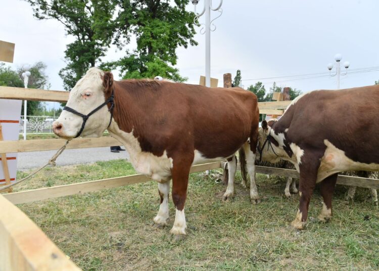 ТҮРКІСТАН ОБЛЫСЫНДА ВЕТЕРИНАРИЯ САЛАСЫНДА МАҢЫЗДЫ ЖОСПАРЛАР ЖҮЗЕГЕ АСТЫ