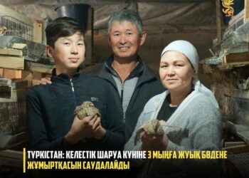 ТҮРКІСТАН: КЕЛЕСТІК ШАРУА КҮНІНЕ 3 МЫҢҒА ЖУЫҚ БӨДЕНЕ ЖҰМЫРТҚАСЫН САУДАЛАЙДЫ