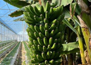 ТҮРКІСТАН ОБЛЫСЫНЫҢ ЖЫЛЫЖАЙЛАРЫНАН БІР ЖЫЛДА 140 МЫҢ ТОННА ӨНІМ ЖИНАЛДЫ