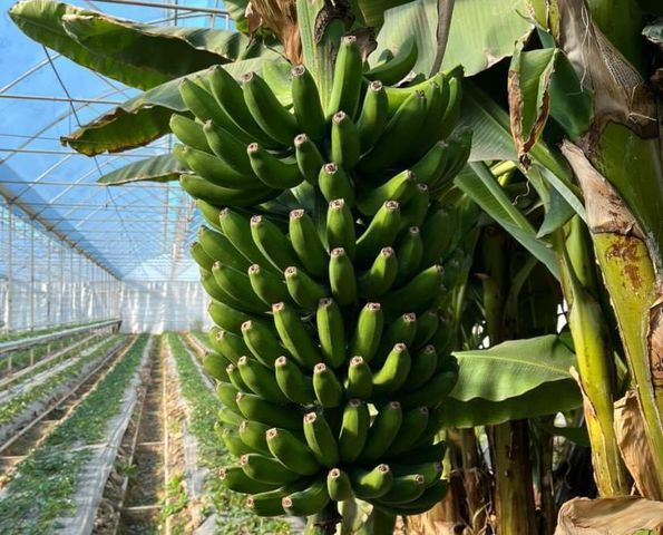 ТҮРКІСТАН ОБЛЫСЫНЫҢ ЖЫЛЫЖАЙЛАРЫНАН БІР ЖЫЛДА 140 МЫҢ ТОННА ӨНІМ ЖИНАЛДЫ