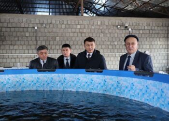 ТҮРКІСТАН: САУРАНДЫҚ КӘСІПКЕР «АУЫЛ АМАНАТЫ» ЖОБАСЫ АЯСЫНДА БАЛЫҚ ШАРУАШЫЛЫҒЫН ДАМЫТУДА