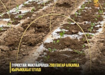 ТҮРКІСТАН: МАҚТААРАЛДА 200 ГЕКТАР АЛҚАПҚА ҚЫРЫҚҚАБАТ ЕГІЛДІ