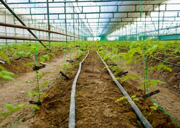 КЕНТАУЛЫҚ ШАРУА БІР ГЕКТАР ЖЫЛЫЖАЙДАН 50 ТОННА ӨНІМ АЛЫП ОТЫР