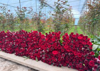 ТҮРКІСТАН: ҚАЗЫҒҰРТТЫҚ ШАРУА ЖЫЛЫНА 1 МИЛЛИОННАН АСТАМ ГҮЛ ӨСІРЕДІ