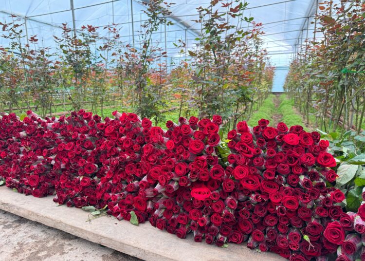 ТҮРКІСТАН: ҚАЗЫҒҰРТТЫҚ ШАРУА ЖЫЛЫНА 1 МИЛЛИОННАН АСТАМ ГҮЛ ӨСІРЕДІ