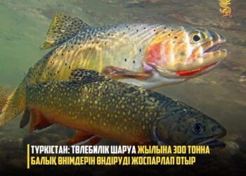ТҮРКІСТАН: ТӨЛЕБИЛІК ШАРУА ЖЫЛЫНА 300 ТОННА БАЛЫҚ ӨНІМДЕРІН ӨНДІРУДІ ЖОСПАРЛАП ОТЫР