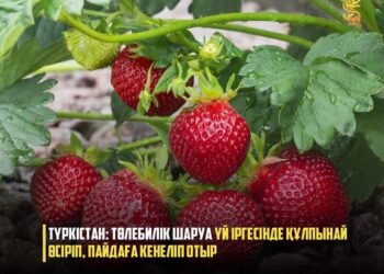 ТҮРКІСТАН: ТӨЛЕБИЛІК ШАРУА ҮЙ ІРГЕСІНДЕ ҚҰЛПЫНАЙ ӨСІРІП, ПАЙДАҒА КЕНЕЛІП ОТЫР