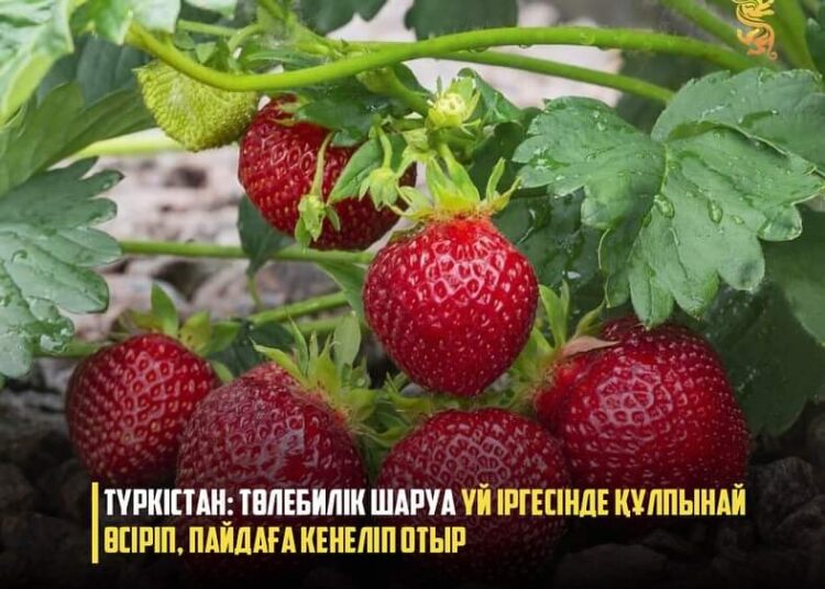 ТҮРКІСТАН: ТӨЛЕБИЛІК ШАРУА ҮЙ ІРГЕСІНДЕ ҚҰЛПЫНАЙ ӨСІРІП, ПАЙДАҒА КЕНЕЛІП ОТЫР