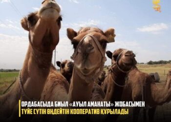 ОРДАБАСЫДА БИЫЛ «АУЫЛ АМАНАТЫ» ЖОБАСЫМЕН ТҮЙЕ СҮТІН ӨҢДЕЙТІН КООПЕРАТИВ ҚҰРЫЛАДЫ