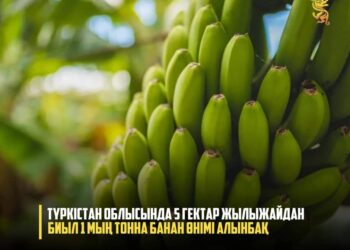 ТҮРКІСТАН ОБЛЫСЫНДА 5 ГЕКТАР ЖЫЛЫЖАЙДАН БИЫЛ 1 МЫҢ ТОННА БАНАН ӨНІМІ АЛЫНБАҚ