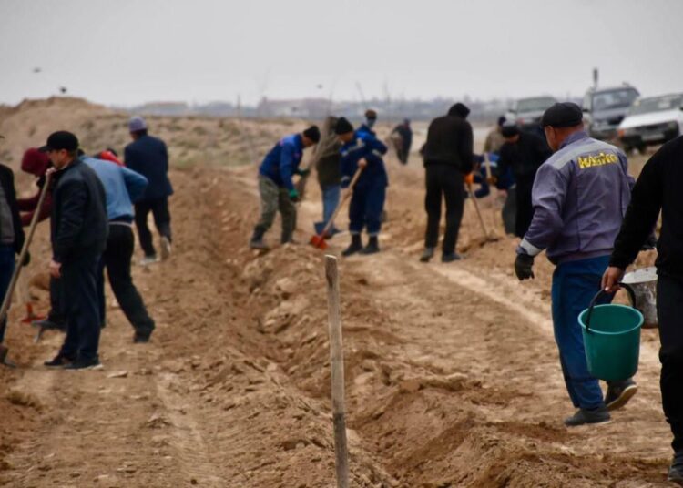 ТҮРКІСТАН: СОЗАҚТА «ЖАСЫЛ БЕЛДЕУ» АУМАҒЫ 2,7 ШАҚЫРЫМҒА АРТЫП, ҮШ МЫҢНАН АСА ТАЛ ЕГІЛДІ