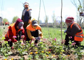 «ТАЗА ҚАЗАҚСТАН»: ТҮРКІСТАНДА ЕГІЛГЕН ГҮЛДЕР САНЫ 200 МЫҢҒА ЖЕТЕДІ