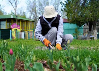 КЕНТАУДА «ТАЗА ҚАЗАҚСТАН» ЭКОЛОГИЯЛЫҚ АКЦИЯСЫ АЯСЫНДА 65 МЫҢ ТҮП ГҮЛ ЕГІЛІП ЖАТЫР