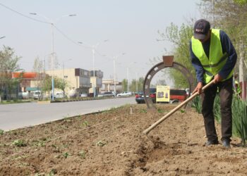 ТҮРКІСТАН: МАҚТААРАЛДА РЕСПУБЛИКАЛЫҚ АКЦИЯ АЯСЫНДА 5 000 ТҮП ГҮЛ ЕГІЛІП ЖАТЫР