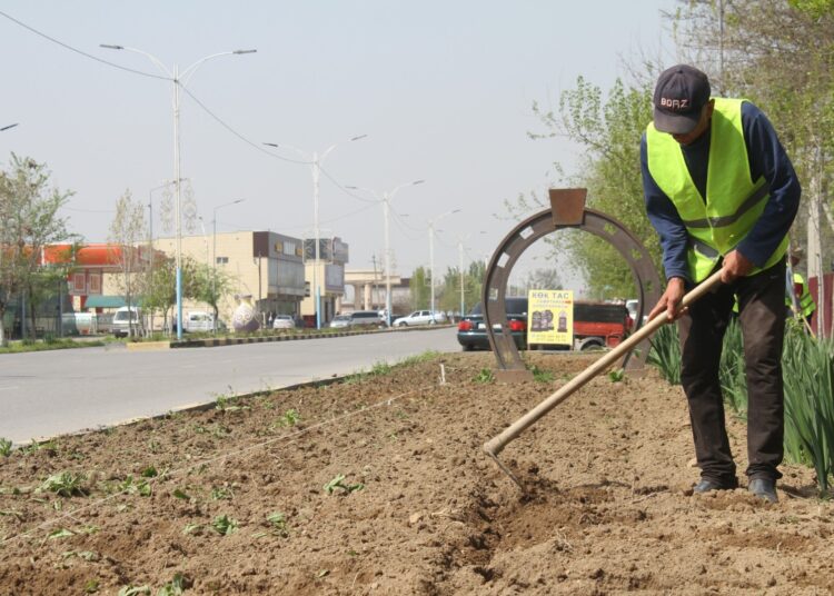 ТҮРКІСТАН: МАҚТААРАЛДА РЕСПУБЛИКАЛЫҚ АКЦИЯ АЯСЫНДА 5 000 ТҮП ГҮЛ ЕГІЛІП ЖАТЫР