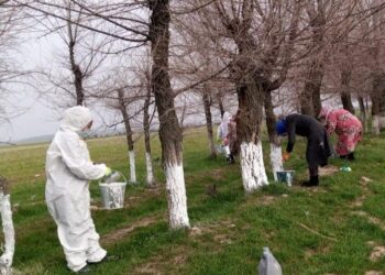 ТҮРКІСТАН: САЙРАМДА ЭКОЛОГИЯЛЫҚ АКЦИЯ АЯСЫНДА 3 МЫҢҒА ЖУЫҚ АҒАШ КӨШЕТІ ОТЫРҒЫЗЫЛДЫ