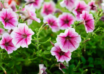 «ЖАСЫЛ АЙМАҚ»: СОЗАҚ АУДАНЫНДА 1500 ТҮП ГҮЛ КӨШЕТТЕРІ ЕГІЛДІ