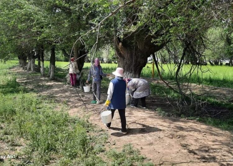 «ЖАСЫЛ АЙМАҚ»: ОРДАБАСЫ АУДАНЫНДА ЖАЛПЫАУДАНДЫҚ СЕНБІЛІКТЕР ӨТІП ЖАТЫР